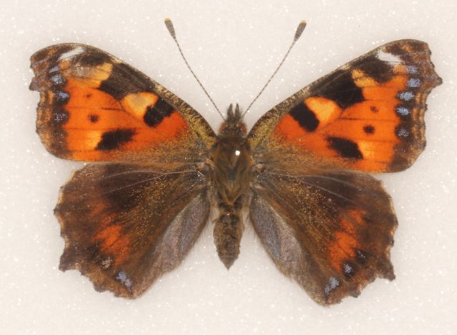 Aglais urticae (Small tortoiseshell aberration british) Internet Image property of respective owner, non-commercial use only
